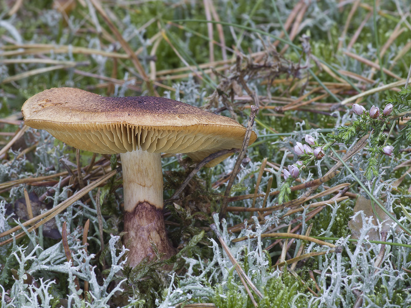 Cortinarius phrygianus